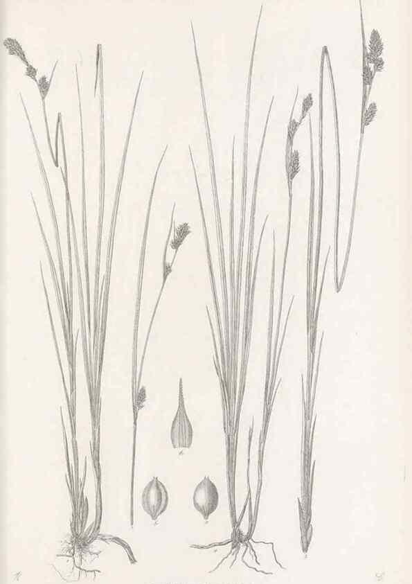 Reproducción/Reproduction 48683325136: Illustrations of the genus Carex. London :William Pamplin,1858-1867.. 