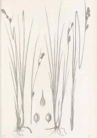 Reproducción/Reproduction 48683325136: Illustrations of the genus Carex. London :William Pamplin,1858-1867.. 