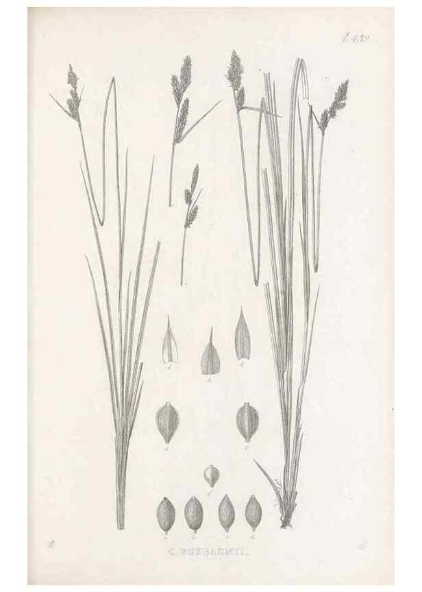 Reproducción/Reproduction 48683501247: Illustrations of the genus Carex. London :William Pamplin,1858-1867.. 