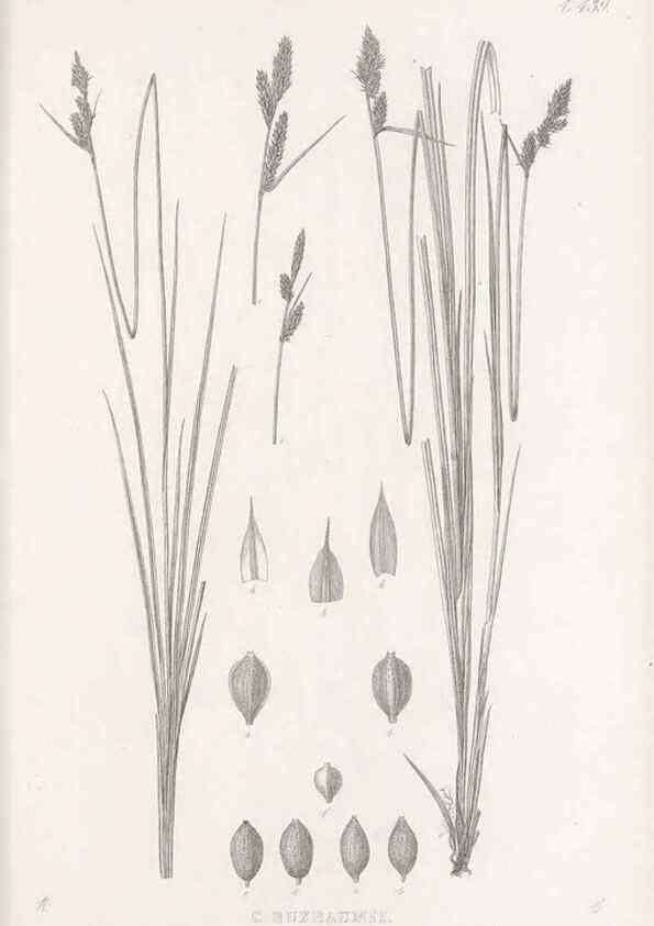 Reproducción/Reproduction 48683501247: Illustrations of the genus Carex. London :William Pamplin,1858-1867.. 