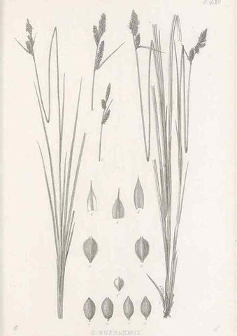 Reproducción/Reproduction 48683501247: Illustrations of the genus Carex. London :William Pamplin,1858-1867.. 