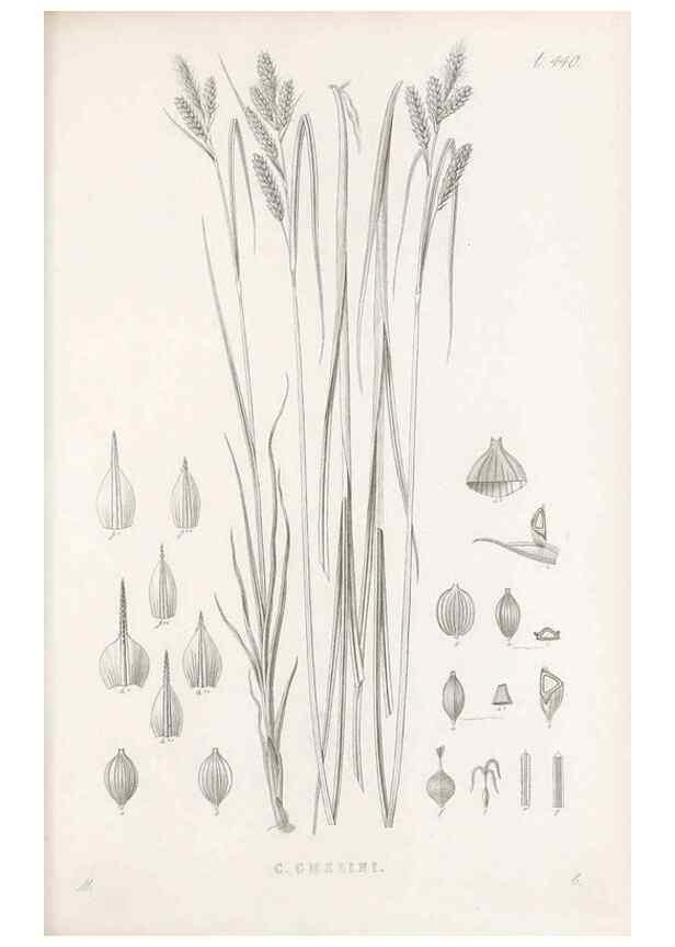 Reproducción/Reproduction 48683325601: Illustrations of the genus Carex. London :William Pamplin,1858-1867.. 