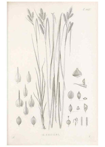 Reproducción/Reproduction 48683325601: Illustrations of the genus Carex. London :William Pamplin,1858-1867.. 