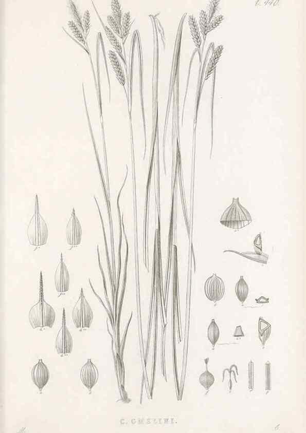 Reproducción/Reproduction 48683325601: Illustrations of the genus Carex. London :William Pamplin,1858-1867.. 