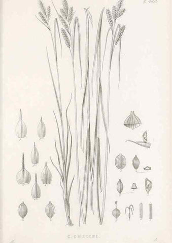 Reproducción/Reproduction 48683325601: Illustrations of the genus Carex. London :William Pamplin,1858-1867.. 