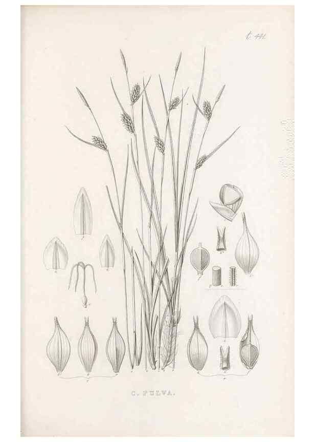 Reproducción/Reproduction 48683501722: Illustrations of the genus Carex. London :William Pamplin,1858-1867.. 