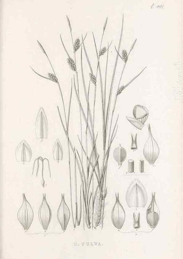Reproducción/Reproduction 48683501722: Illustrations of the genus Carex. London :William Pamplin,1858-1867.. 