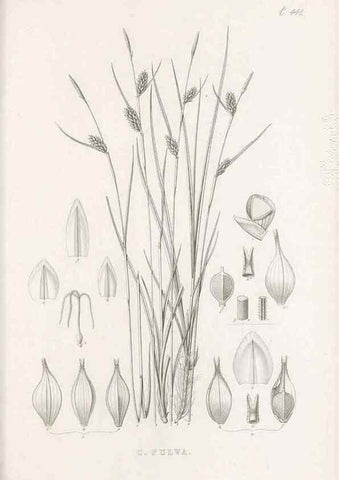 Reproducción/Reproduction 48683501722: Illustrations of the genus Carex. London :William Pamplin,1858-1867.. 
