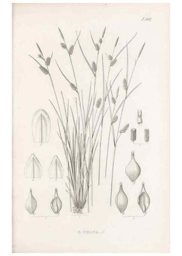 Reproducción/Reproduction 48683326031: Illustrations of the genus Carex. London :William Pamplin,1858-1867.. 