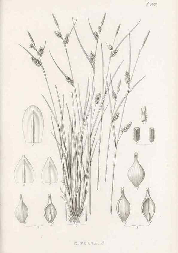 Reproducción/Reproduction 48683326031: Illustrations of the genus Carex. London :William Pamplin,1858-1867.. 