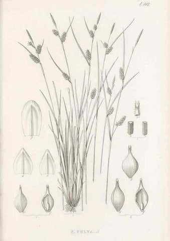 Reproducción/Reproduction 48683326031: Illustrations of the genus Carex. London :William Pamplin,1858-1867.. 