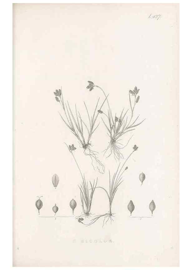 Reproducción/Reproduction 48683497682: Illustrations of the genus Carex. London :William Pamplin,1858-1867.. 