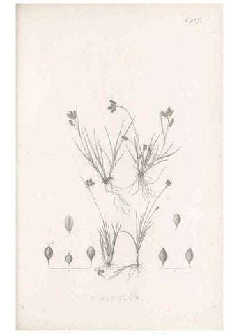 Reproducción/Reproduction 48683497682: Illustrations of the genus Carex. London :William Pamplin,1858-1867.. 