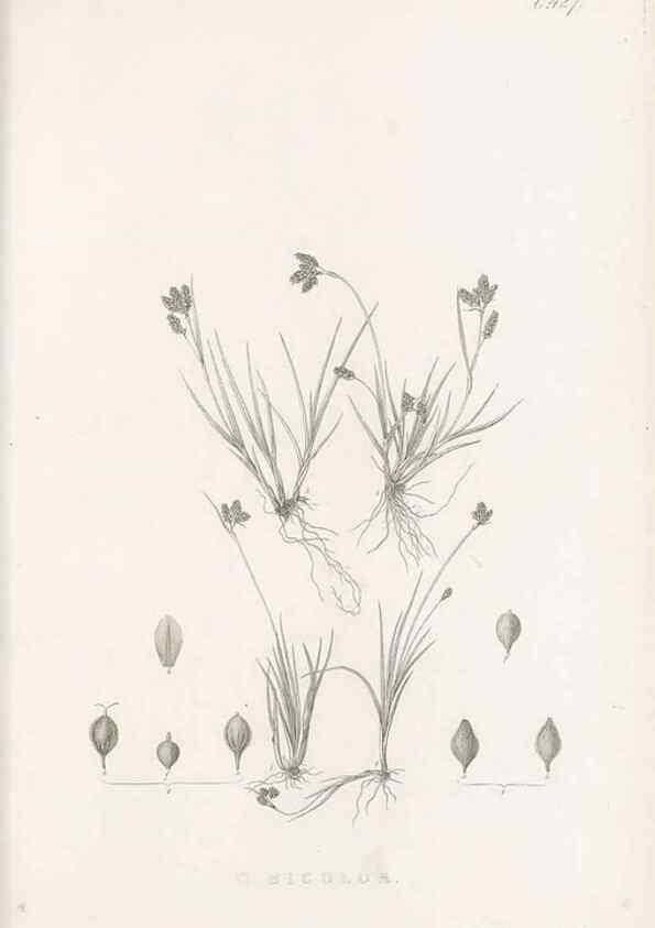 Reproducción/Reproduction 48683497682: Illustrations of the genus Carex. London :William Pamplin,1858-1867.. 
