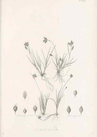 Reproducción/Reproduction 48683497682: Illustrations of the genus Carex. London :William Pamplin,1858-1867.. 
