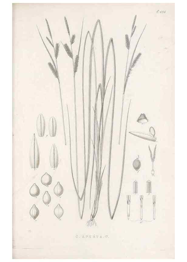 Reproducción/Reproduction 48683497387: Illustrations of the genus Carex. London :William Pamplin,1858-1867.. 