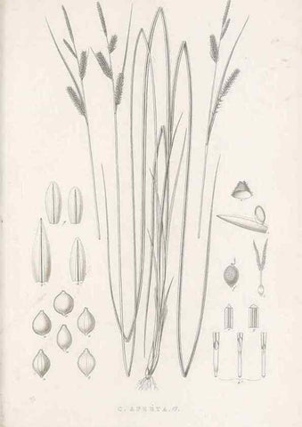 Reproducción/Reproduction 48683497387: Illustrations of the genus Carex. London :William Pamplin,1858-1867.. 