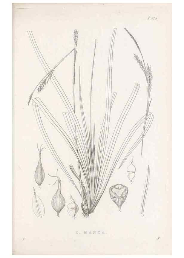 Reproducción/Reproduction 48682982358: Illustrations of the genus Carex. London :William Pamplin,1858-1867.. 