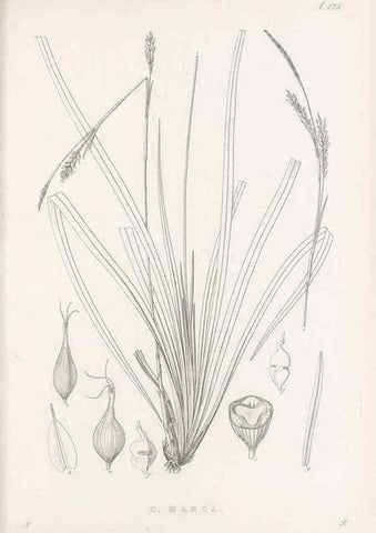 Reproducción/Reproduction 48682982358: Illustrations of the genus Carex. London :William Pamplin,1858-1867.. 