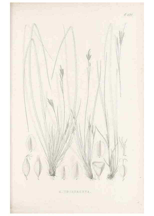Reproducción/Reproduction 48683321176: Illustrations of the genus Carex. London :William Pamplin,1858-1867.. 