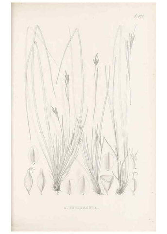 Reproducción/Reproduction 48683321176: Illustrations of the genus Carex. London :William Pamplin,1858-1867.. 