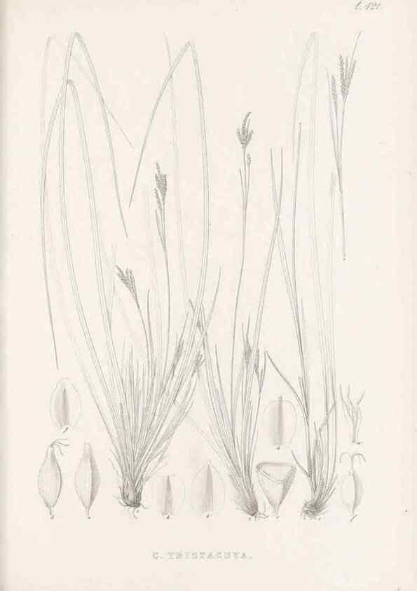 Reproducción/Reproduction 48683321176: Illustrations of the genus Carex. London :William Pamplin,1858-1867.. 