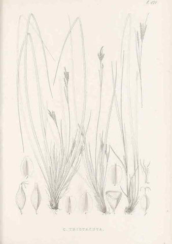 Reproducción/Reproduction 48683321176: Illustrations of the genus Carex. London :William Pamplin,1858-1867.. 