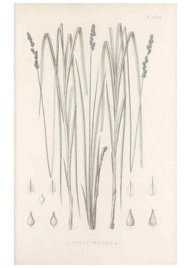 Reproducción/Reproduction 48683170081: Illustrations of the genus Carex. London :William Pamplin,1858-1867.. 
