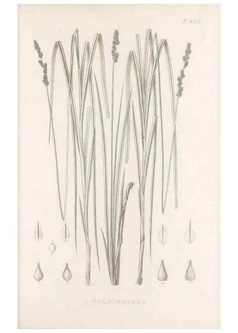 Reproducción/Reproduction 48683170081: Illustrations of the genus Carex. London :William Pamplin,1858-1867.. 