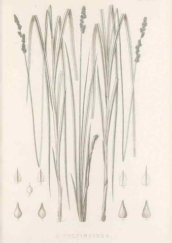 Reproducción/Reproduction 48683170081: Illustrations of the genus Carex. London :William Pamplin,1858-1867.. 