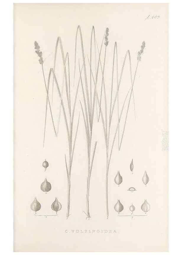 Reproducción/Reproduction 48683170386: Illustrations of the genus Carex. London :William Pamplin,1858-1867.. 