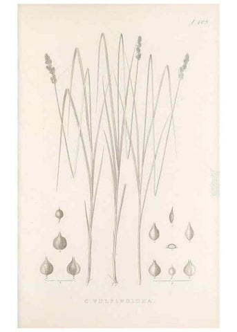 Reproducción/Reproduction 48683170386: Illustrations of the genus Carex. London :William Pamplin,1858-1867.. 