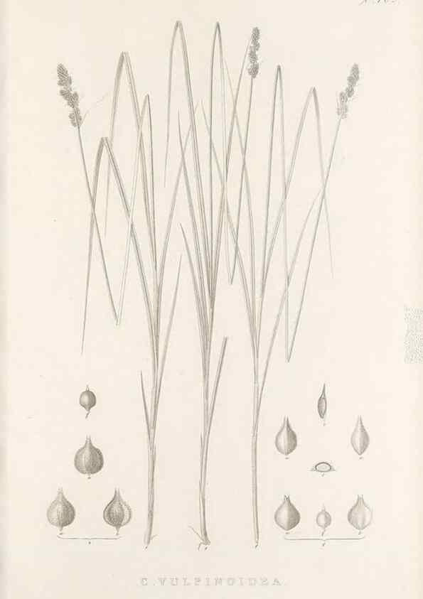 Reproducción/Reproduction 48683170386: Illustrations of the genus Carex. London :William Pamplin,1858-1867.. 