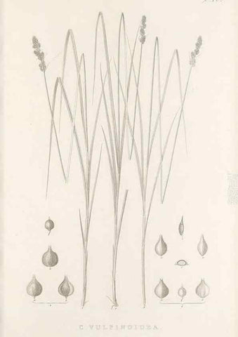 Reproducción/Reproduction 48683170386: Illustrations of the genus Carex. London :William Pamplin,1858-1867.. 