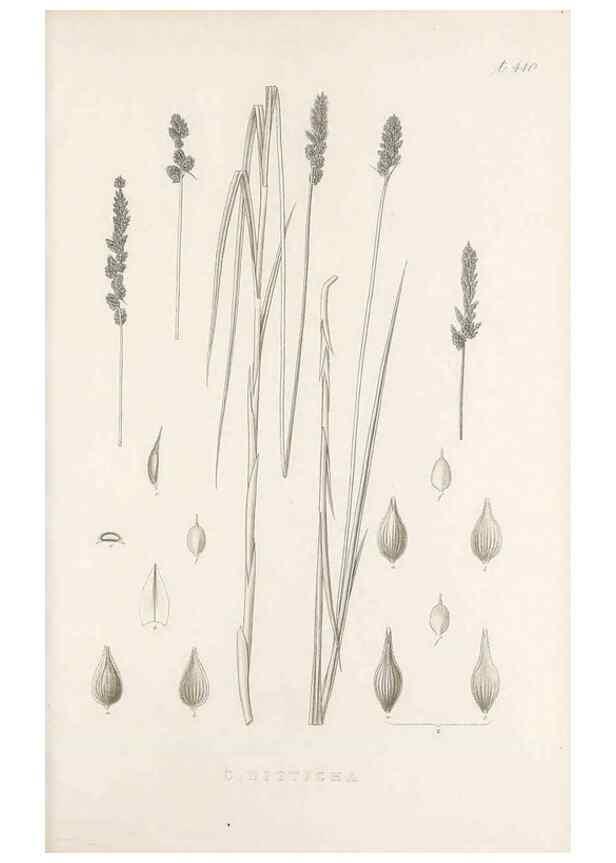 Reproducción/Reproduction 48683170666: Illustrations of the genus Carex. London :William Pamplin,1858-1867.. 