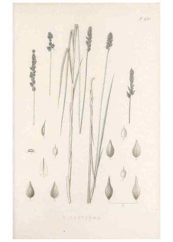 Reproducción/Reproduction 48683170666: Illustrations of the genus Carex. London :William Pamplin,1858-1867.. 