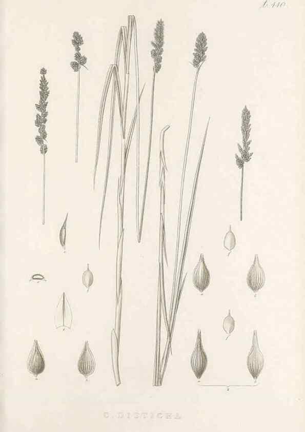 Reproducción/Reproduction 48683170666: Illustrations of the genus Carex. London :William Pamplin,1858-1867.. 