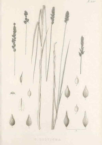 Reproducción/Reproduction 48683170666: Illustrations of the genus Carex. London :William Pamplin,1858-1867.. 