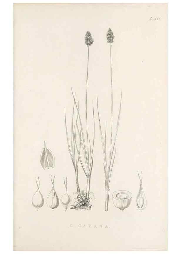 Reproducción/Reproduction 48683347382: Illustrations of the genus Carex. London :William Pamplin,1858-1867.. 