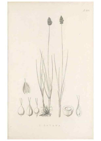Reproducción/Reproduction 48683347382: Illustrations of the genus Carex. London :William Pamplin,1858-1867.. 