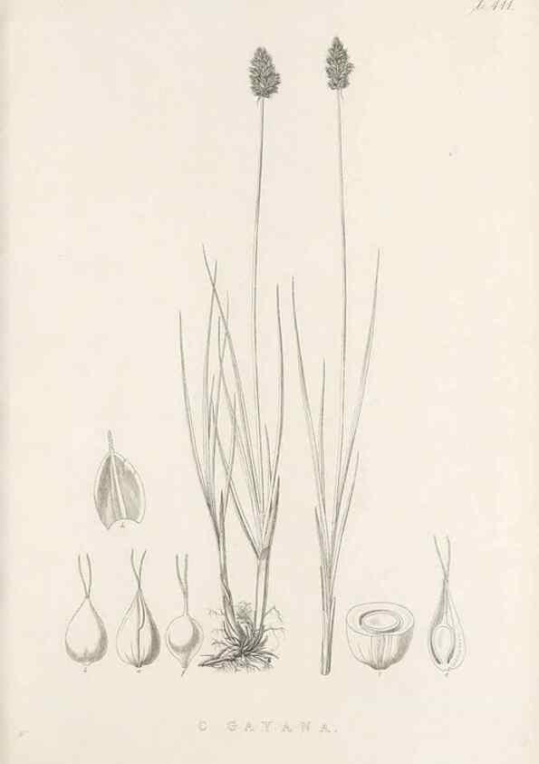 Reproducción/Reproduction 48683347382: Illustrations of the genus Carex. London :William Pamplin,1858-1867.. 