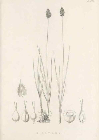 Reproducción/Reproduction 48683347382: Illustrations of the genus Carex. London :William Pamplin,1858-1867.. 