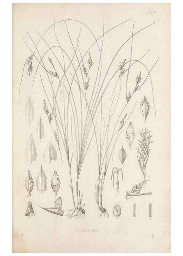 Reproducción/Reproduction 48683318121: Illustrations of the genus Carex. London :William Pamplin,1858-1867.. 
