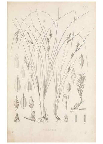 Reproducción/Reproduction 48683318121: Illustrations of the genus Carex. London :William Pamplin,1858-1867.. 