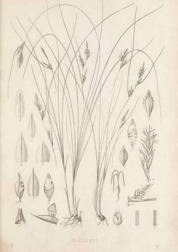 Reproducción/Reproduction 48683318121: Illustrations of the genus Carex. London :William Pamplin,1858-1867.. 