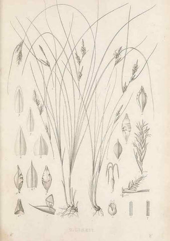 Reproducción/Reproduction 48683318121: Illustrations of the genus Carex. London :William Pamplin,1858-1867.. 