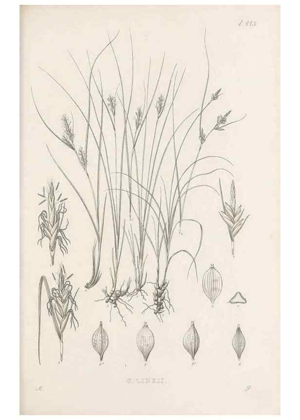 Reproducción/Reproduction 48683493817: Illustrations of the genus Carex. London :William Pamplin,1858-1867.. 