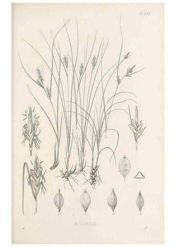 Reproducción/Reproduction 48683493817: Illustrations of the genus Carex. London :William Pamplin,1858-1867.. 