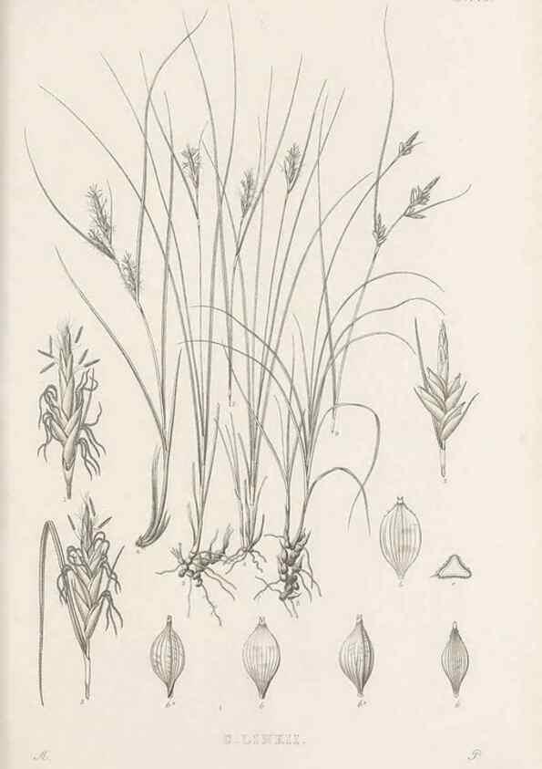 Reproducción/Reproduction 48683493817: Illustrations of the genus Carex. London :William Pamplin,1858-1867.. 