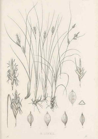 Reproducción/Reproduction 48683493817: Illustrations of the genus Carex. London :William Pamplin,1858-1867.. 